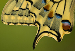 the colours of a butterfly wing in close-up macro photography